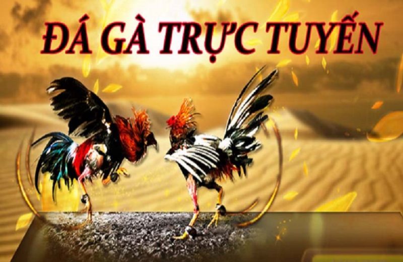 kinh-nghiem-choi-da-ga-truc-tuyen