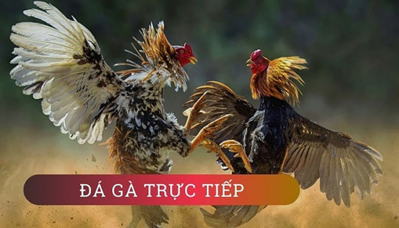 xem-da-ga-truc-tiep-campuchia-hom-nay