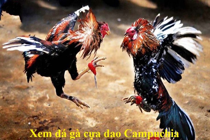 Đá gà trực tuyến SV388